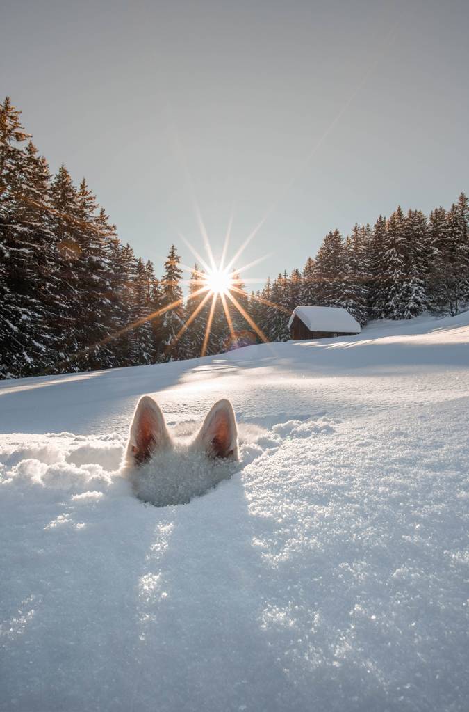 Um cachorro mergulhado debaixo da neve.