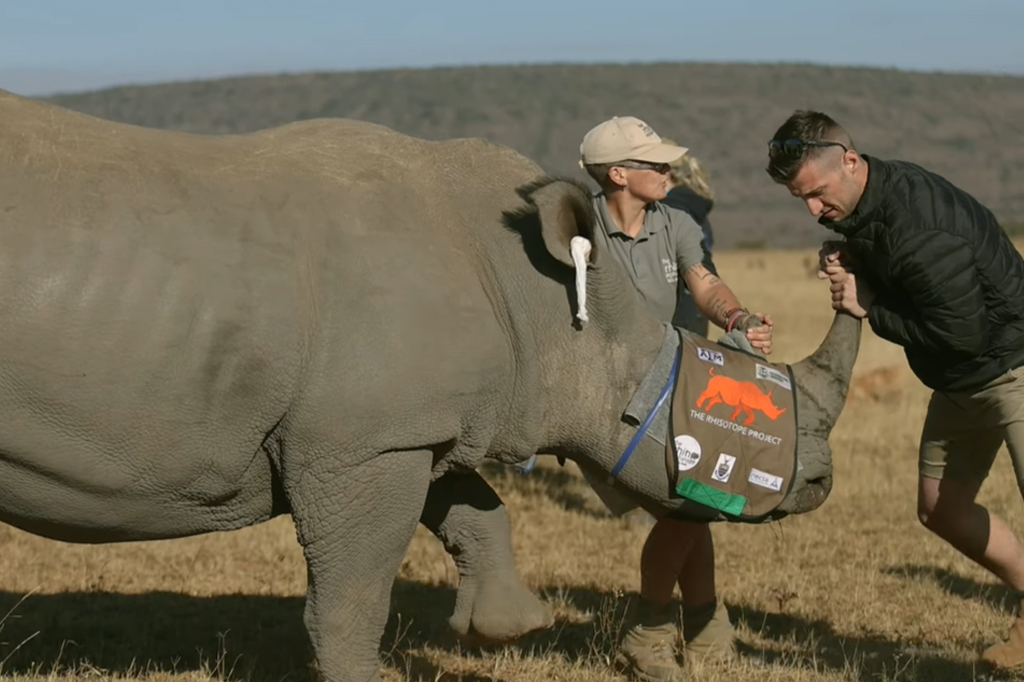 Humanos interagindo com um rinoceronte.