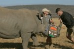 Projeto faz rinocerontes ficarem radioativos para combater o tráfico