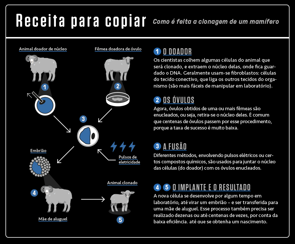 Infogr&aacute;fico sobre como &eacute; feita a clonagem de um mam&iacute;fero, com esquema ilustrado com &iacute;cones e quatro blocos de textos.