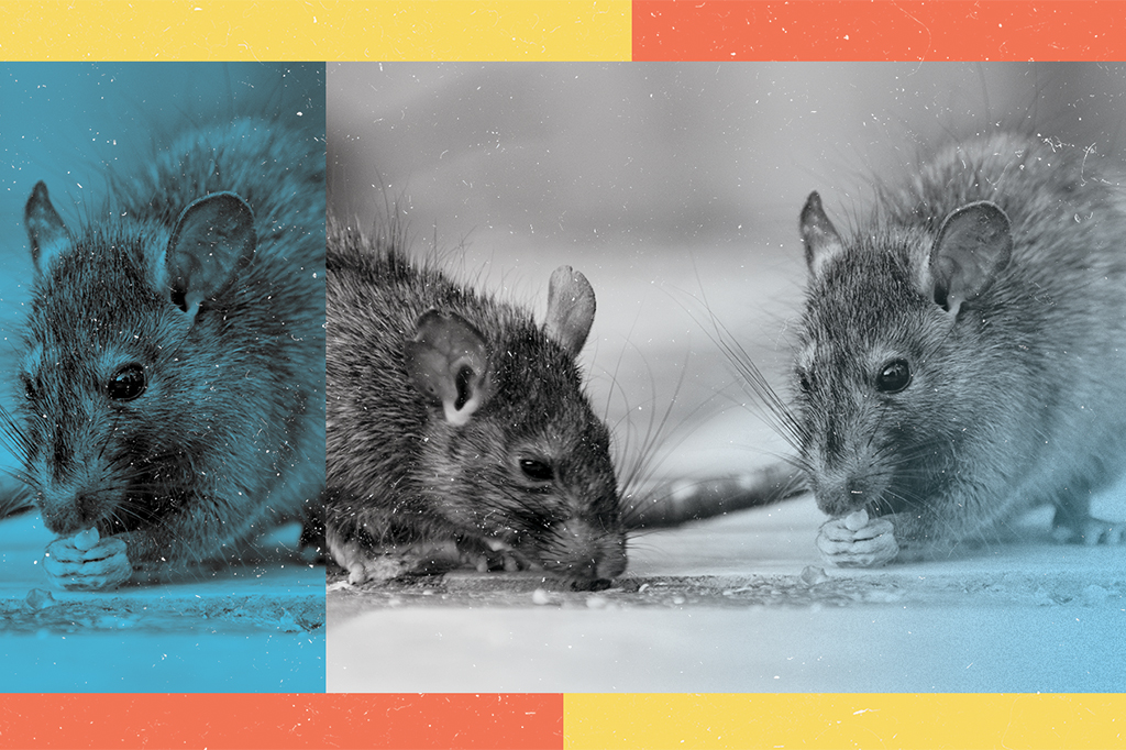 Imagens de ratos comendo comida do chão.