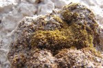 Estudo chinês mostra que musgo do deserto pode sobreviver em Marte