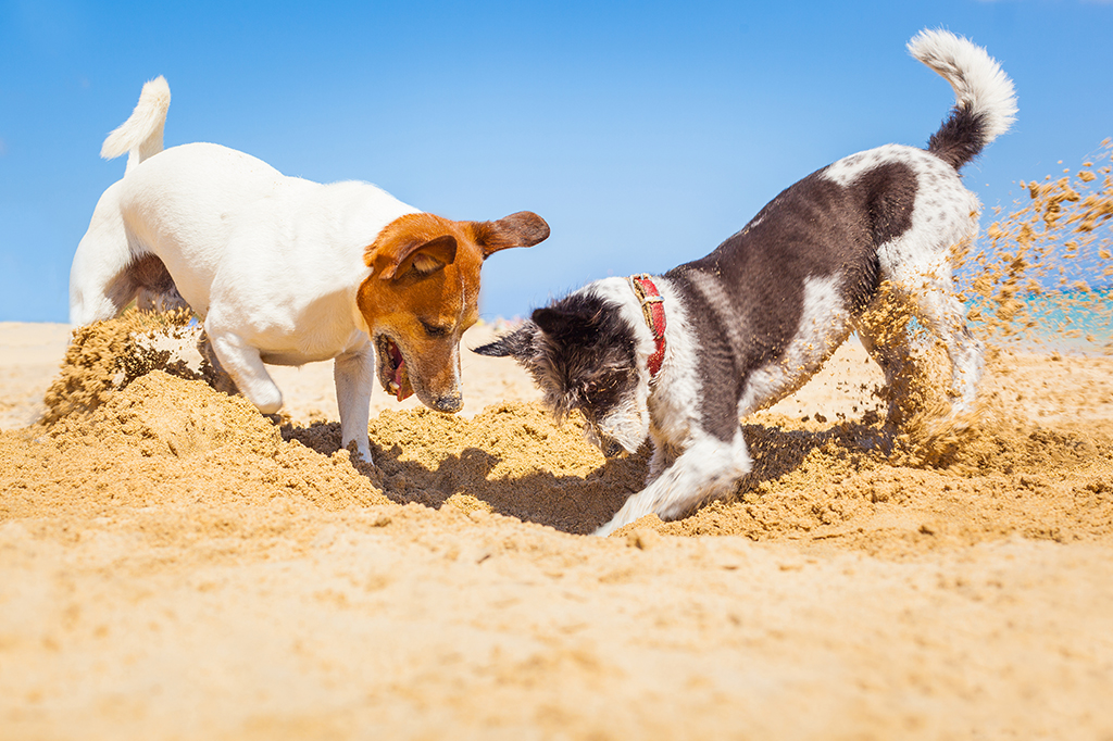 Cachorros são ameaças a tartarugas marinhas em todo o mundo. Entenda