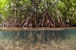 Mangue amazônico é mais eficiente em capturar CO2 do que a floresta terrestre