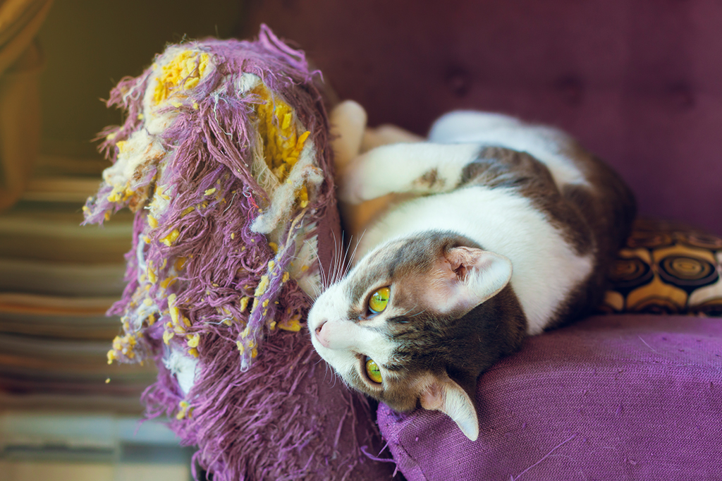 Gatos riscam móveis, riscam no canto do sofá.