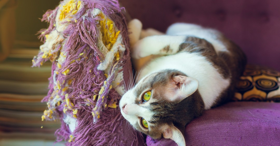 Warum kratzen Katzen Möbel?  Verstehen Sie das Halteverhalten Ihres Sofas