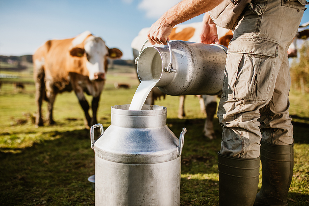 Leite cru extraído de vacas despejado em um barril.