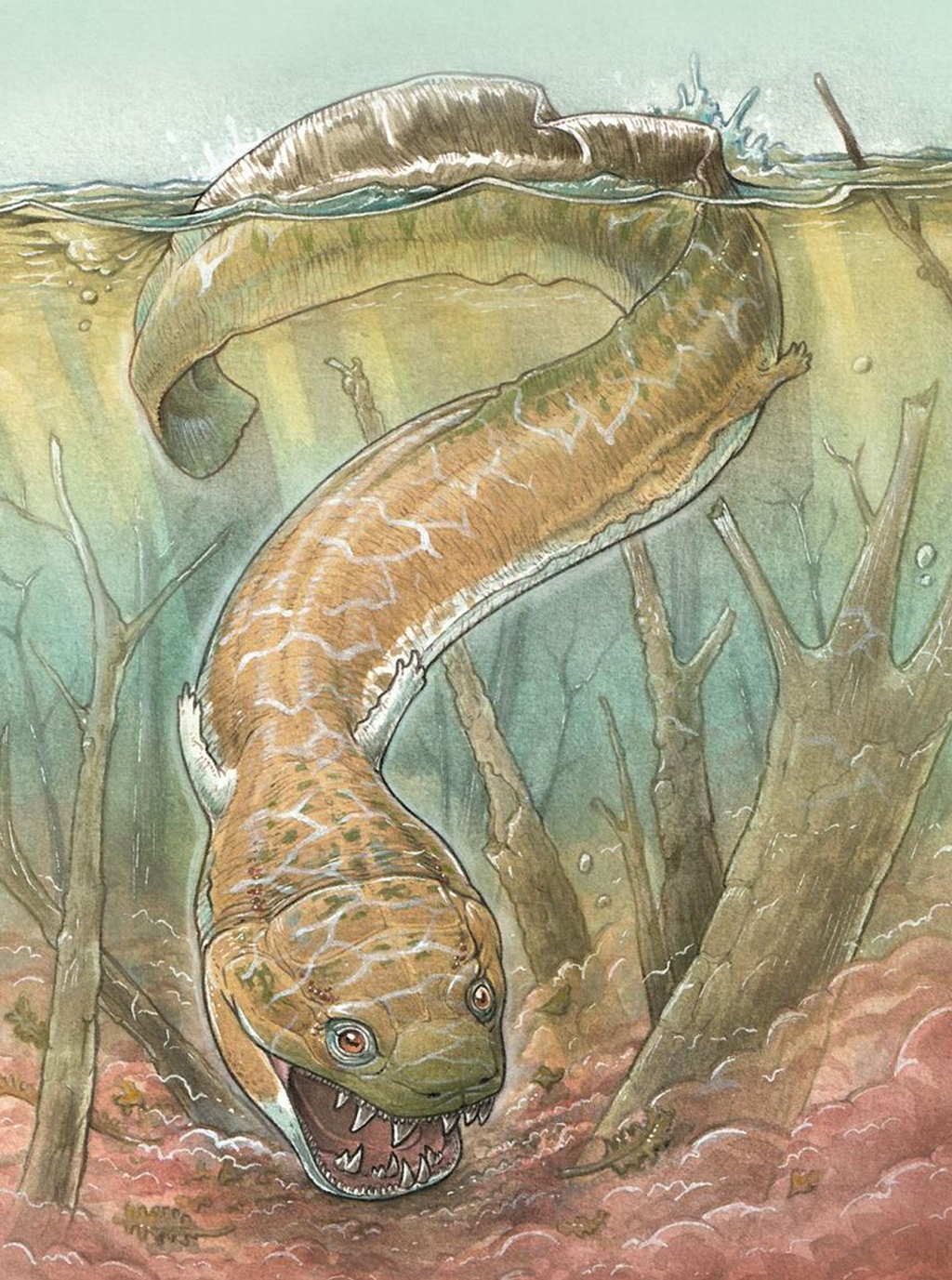 Ilustração de salamandra.