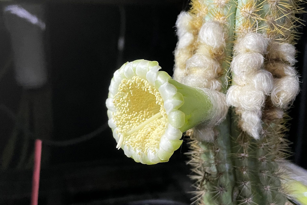 Espécie de cacto pode ser primeira extinção local causada pelo aumento do nível do mar