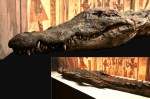 Como uma múmia de crocodilo de 2.500 anos ajuda a entender o Egito Antigo