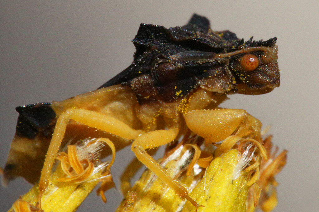 Crise climática está afetando a vida sexual dos insetos