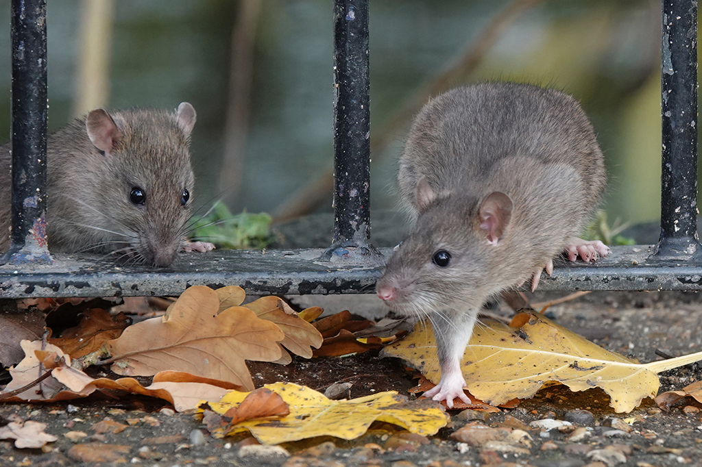 Cientistas prolongam vida de ratos ao bloquear proteína inflamatória