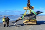 “Baleia mais rara do mundo” é encontrada morta na Nova Zelândia