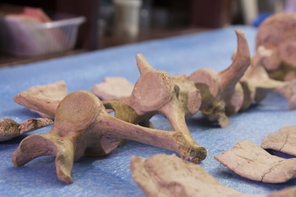 Fóssil sugere que humanos habitam a América há mais tempo do que se sabia