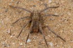 Brasil tem 3 das 4 aranhas mais perigosas do mundo; veja lista