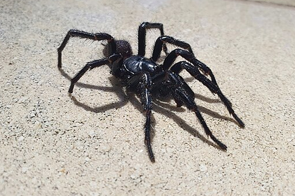 Uma aranha t&uacute;nel de funil em um piso.