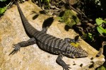 O lagarto brasileiro teiú é 1º réptil que produz calor próprio. Mas como?