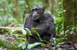 Vídeos antigos de chimpanzés criados por humanos escondiam descoberta
