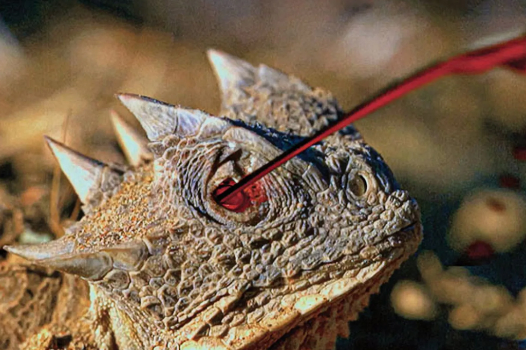 Os lagartos que esguicham sangue dos olhos para se defender