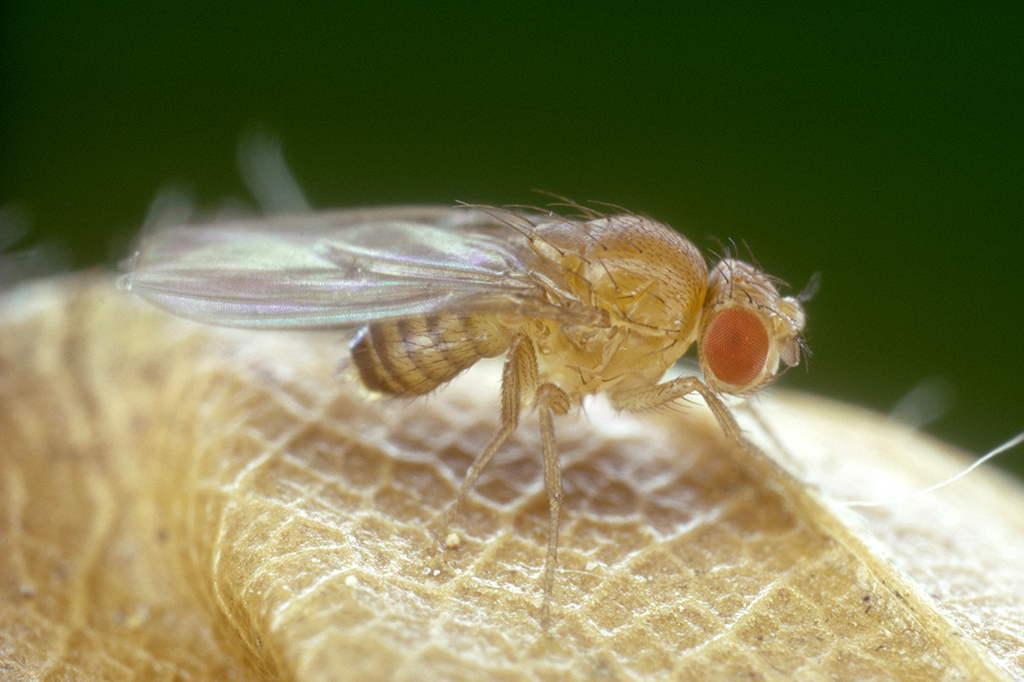 Sobre moscas brancas e talentos raros
