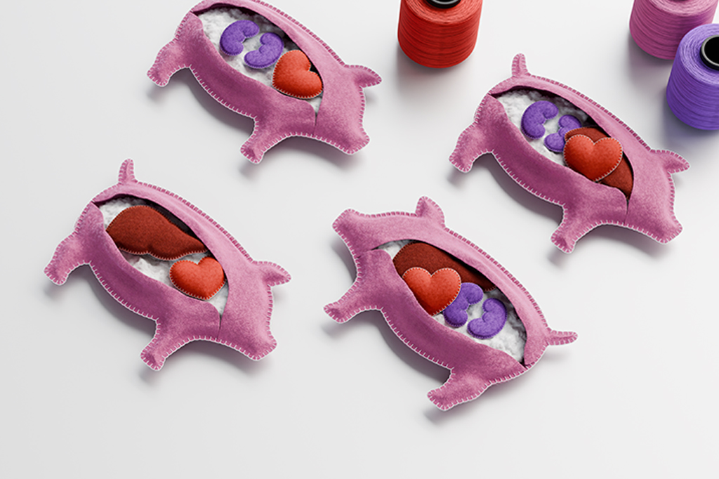 Por que colocar órgãos de porcos em pessoas é aceitável, mas cultivar órgãos humanos em porcos não é?