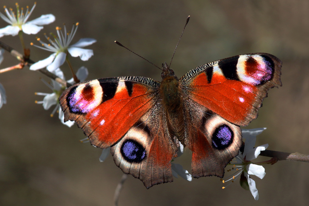 Borboletas conseguem atrair pólen de flores com eletricidade estática, mostra estudo