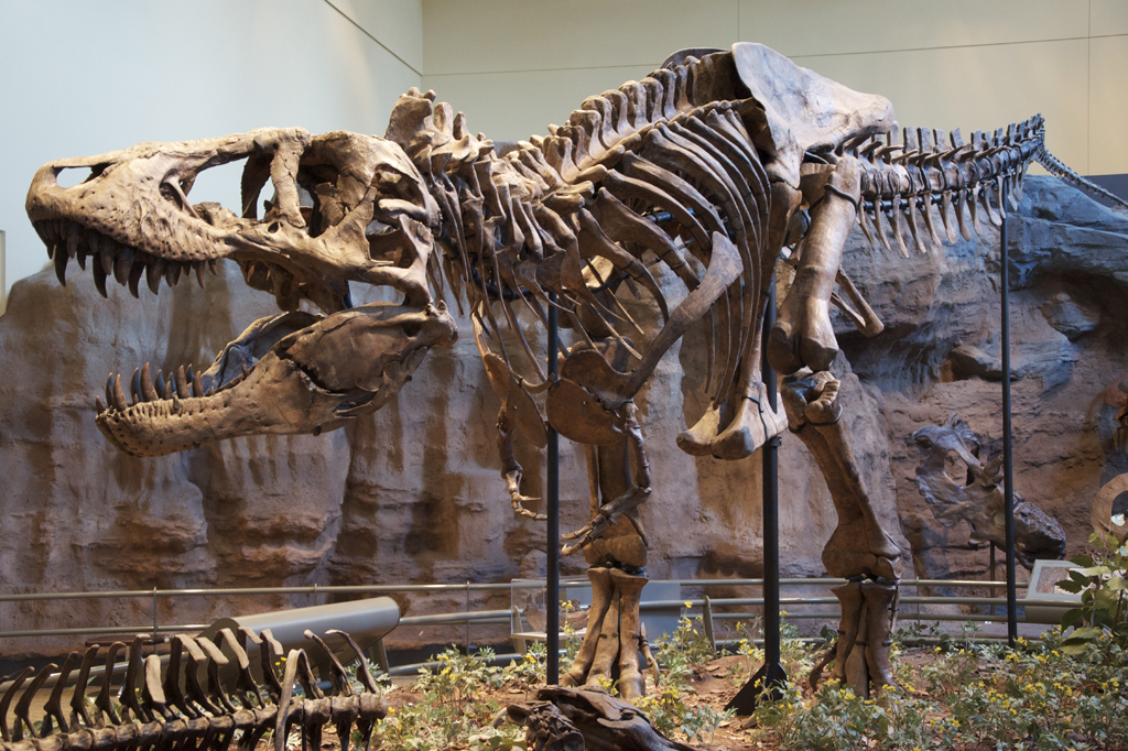 “Primo” do Tiranossauro-Rex é encontrado na Tailândia