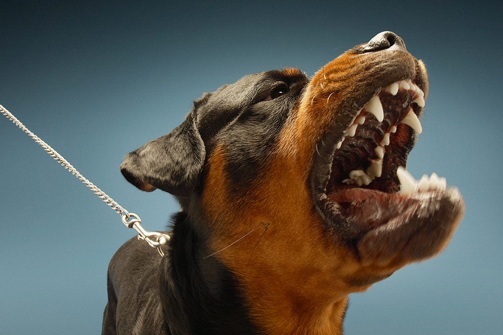 Por que agosto é o “mês do cachorro louco”? Há uma explicação científica.