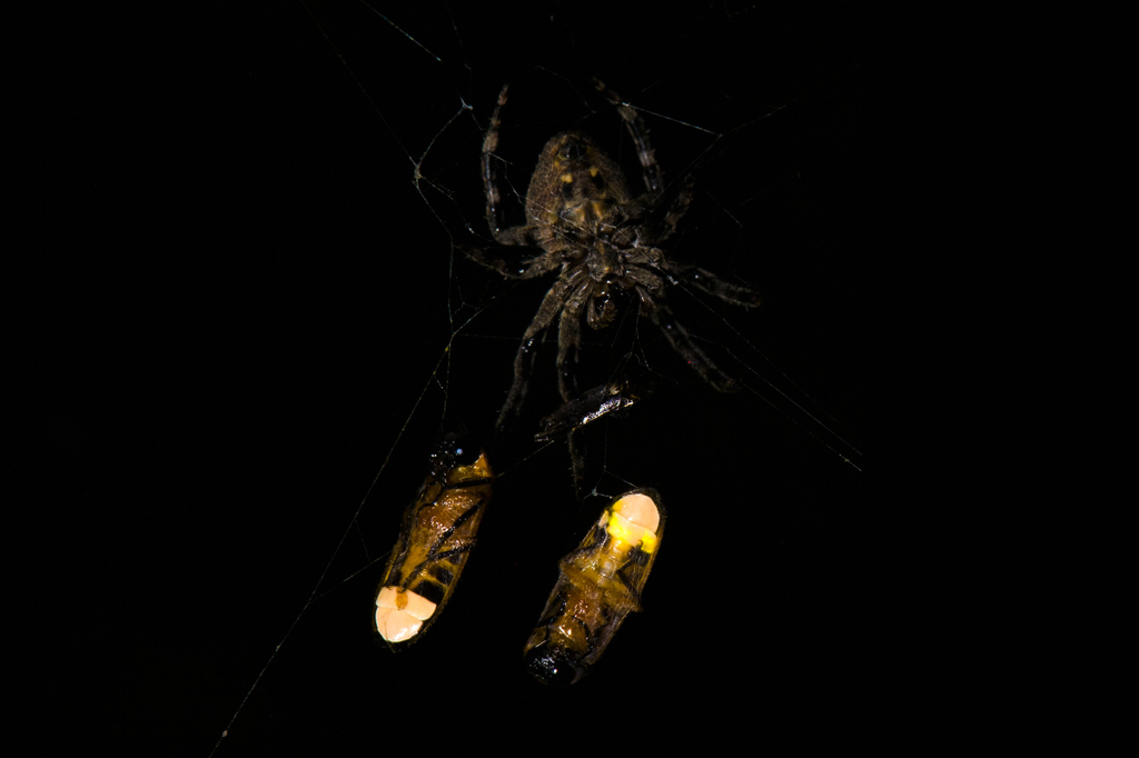 É cilada, Bino: aranha manipula luz de vaga-lumes capturados para atrair mais deles