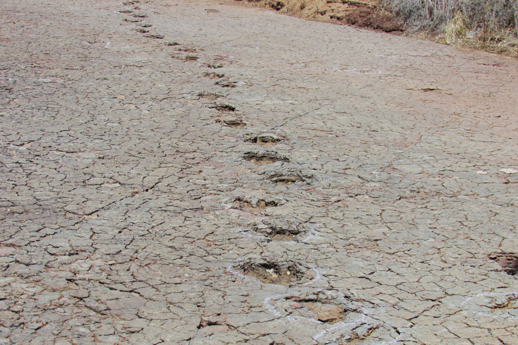 Pegadas idênticas de dinossauro são encontradas no Brasil e na África