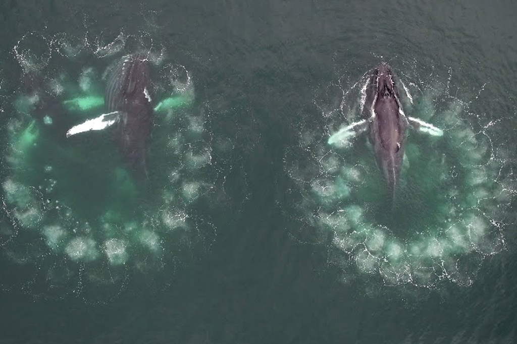Baleias-jubarte criaram uma ferramenta inusitada para caçar: bolhas