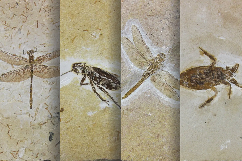 Loja nos EUA que vendia fósseis do Ceará diz que ‘aguarda autoridades do Brasil irem buscá-los’