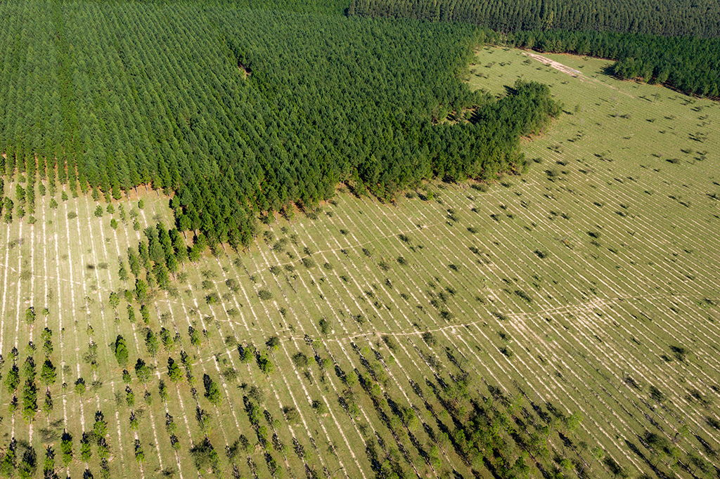 Vista Aérea de reflorestamento em uma floresta.