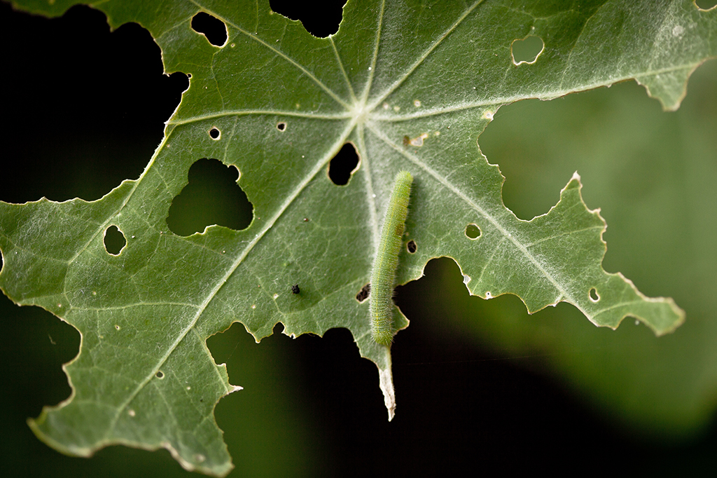 Há meio milhão de insetos herbívoros. Como as plantas conseguem se defender?