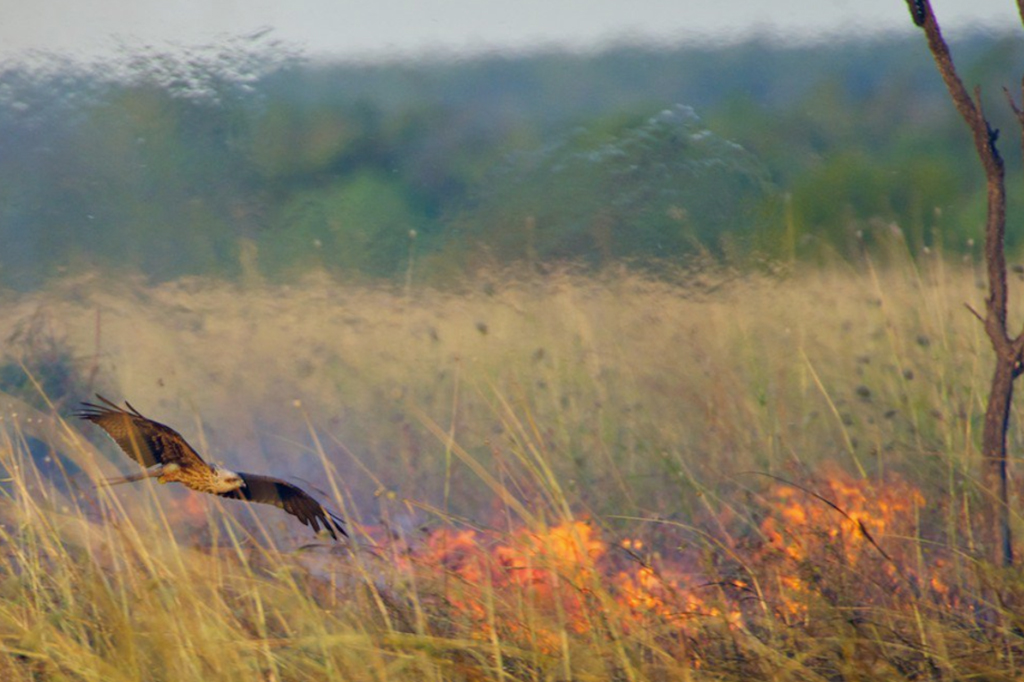 Aves incendiárias, que provocam queimadas florestais, existem mesmo? Entenda