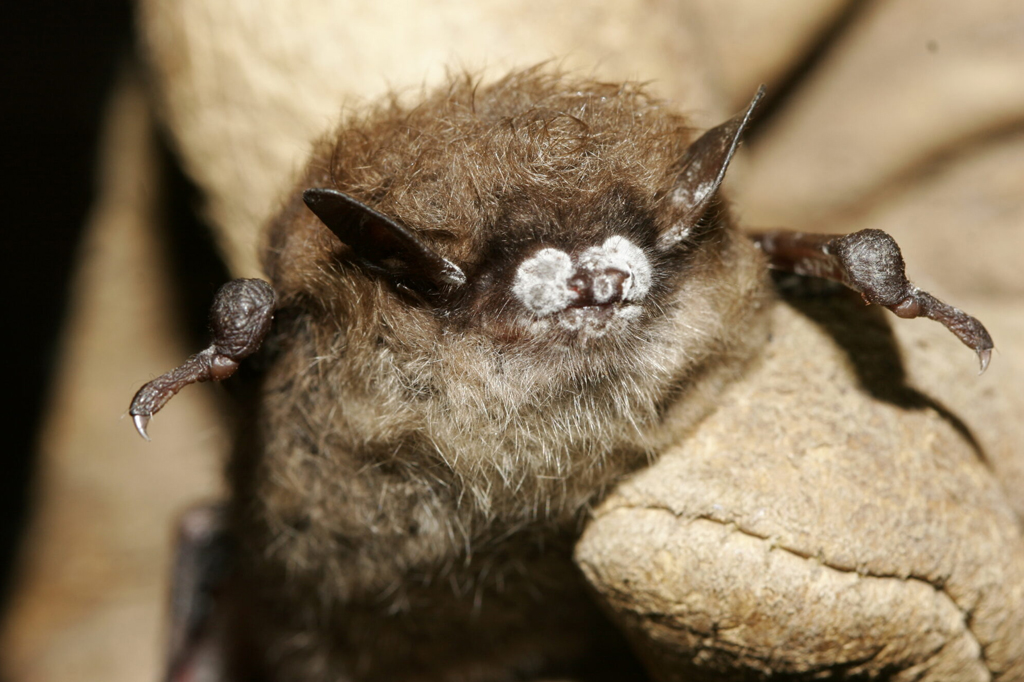 Efeito dominó: devastação de morcegos nos EUA causou mais de mil mortes de bebês humanos