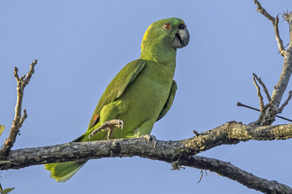 Papagaios da Amazônia estão mudando seus sotaques. Entenda essa adaptação