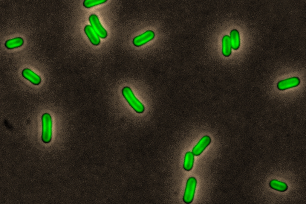 Bactérias antecipam o inverno – e se preparam para enfrentar o frio