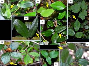 Exemplos de Boquila trifoliolata imitando folhas de outras plantas. As setas amarelas apontam para folhas de Boquila trifoliolata que imitam outras espécies em A-G. A imagem H mostra a aparência das folhas de Boquila trifoliolata quando não imitam outras plantas.