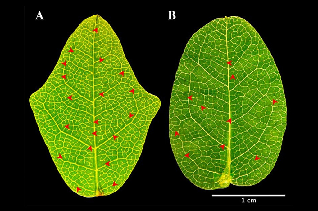 A planta real que “vê” plantas de plástico – e muda de forma para imitá-las