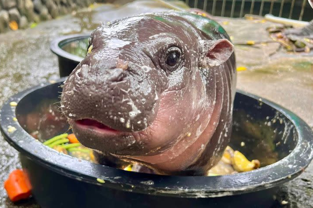 Quem é Moo Deng, a hipopótamo pigmeu que viralizou na internet