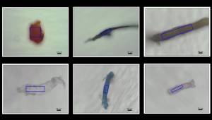 Uma variedade de microplásticos extraídos de corais na costa da Ilha Si Chang, no Golfo da Tailândia. Como pode ser visto pela cor, forma e tamanho, o coral consumirá uma ampla gama de microplásticos, muitos deles mais finos que um fio de cabelo humano.