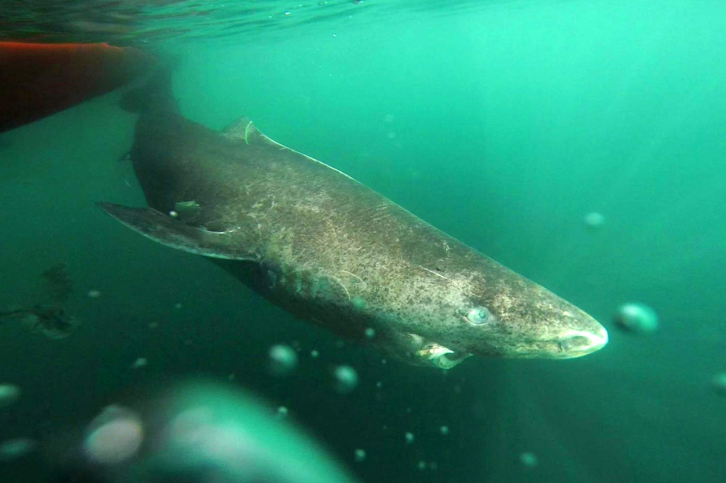 Este tubarão vive 400 anos. Conheça os segredos do seu DNA