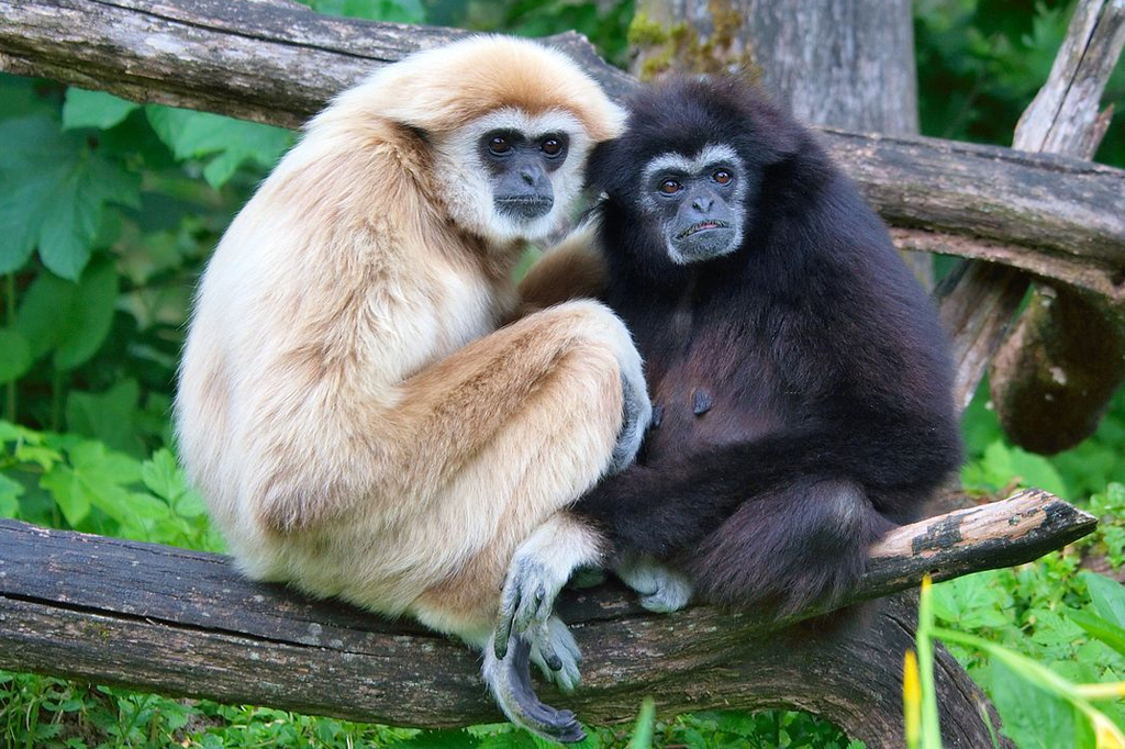 Vídeo registra dança inusitada de fêmeas de gibão para chamar atenção