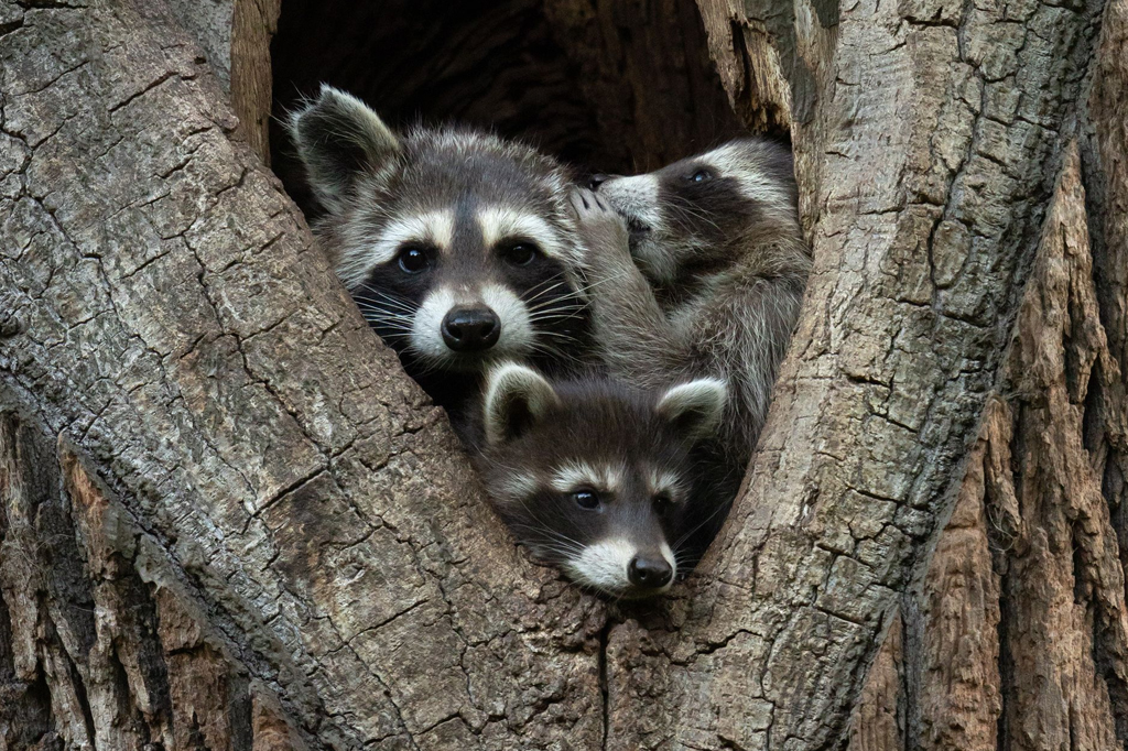 Veja os finalistas do prêmio das fotos mais engraçadas do reino animal