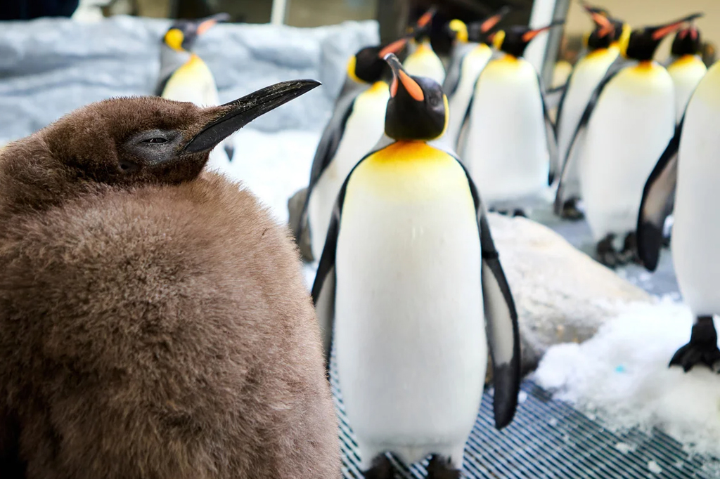 Vários pinguins no interior de um aquário.