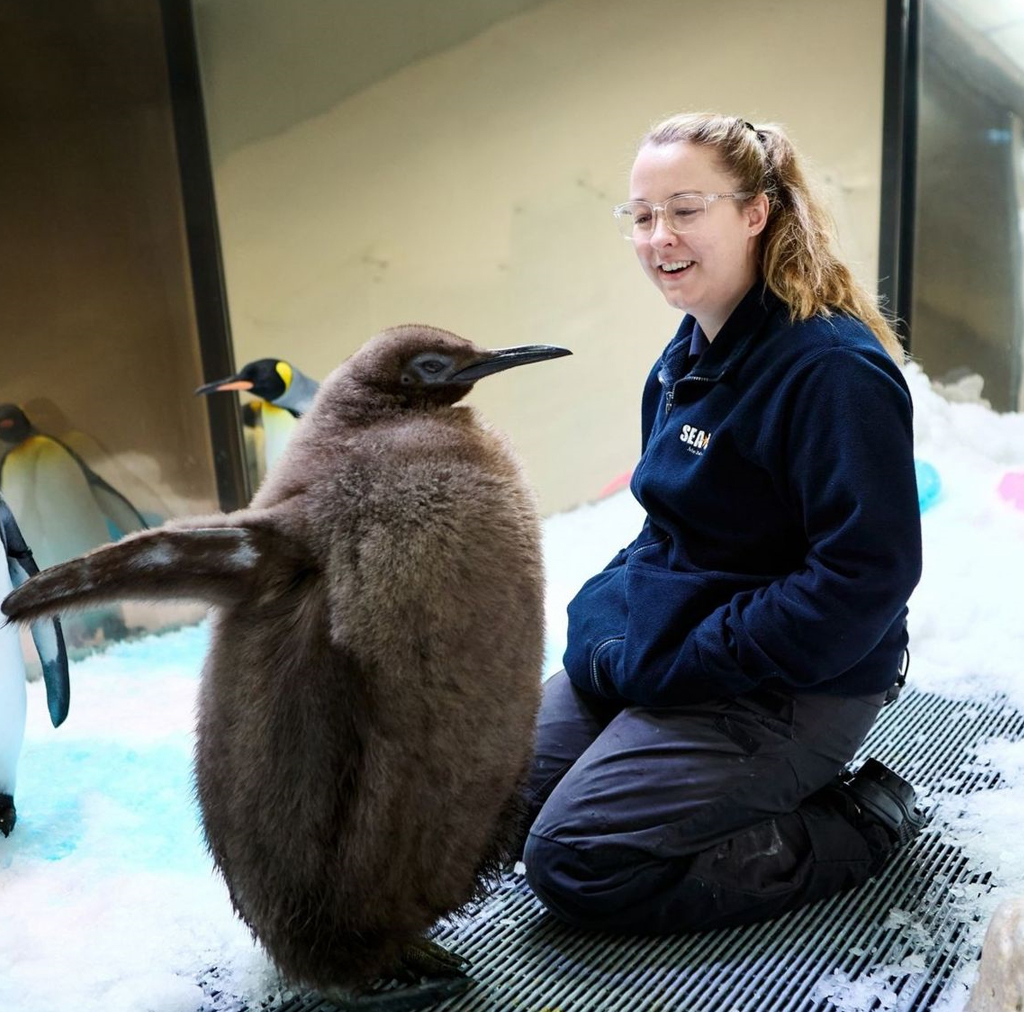 Um pinguim em um aquário ao lado de sua instrutora.