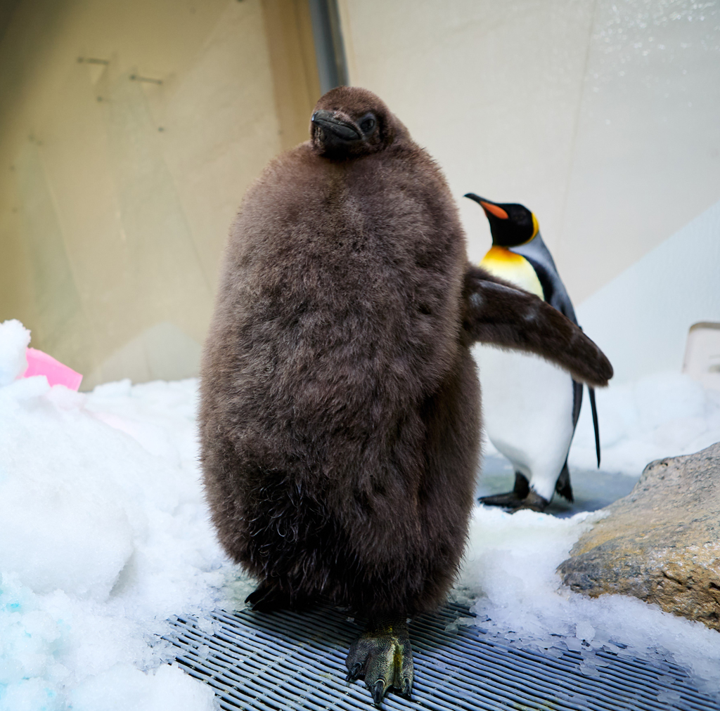 Um pinguim em um aquário.