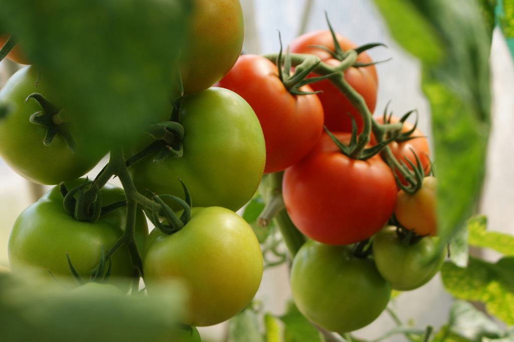 Tudo que você come é transgênico. E tá tudo bem.