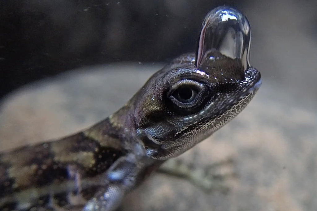Espécie de lagarto usa bolha nas narinas para respirar debaixo d’água